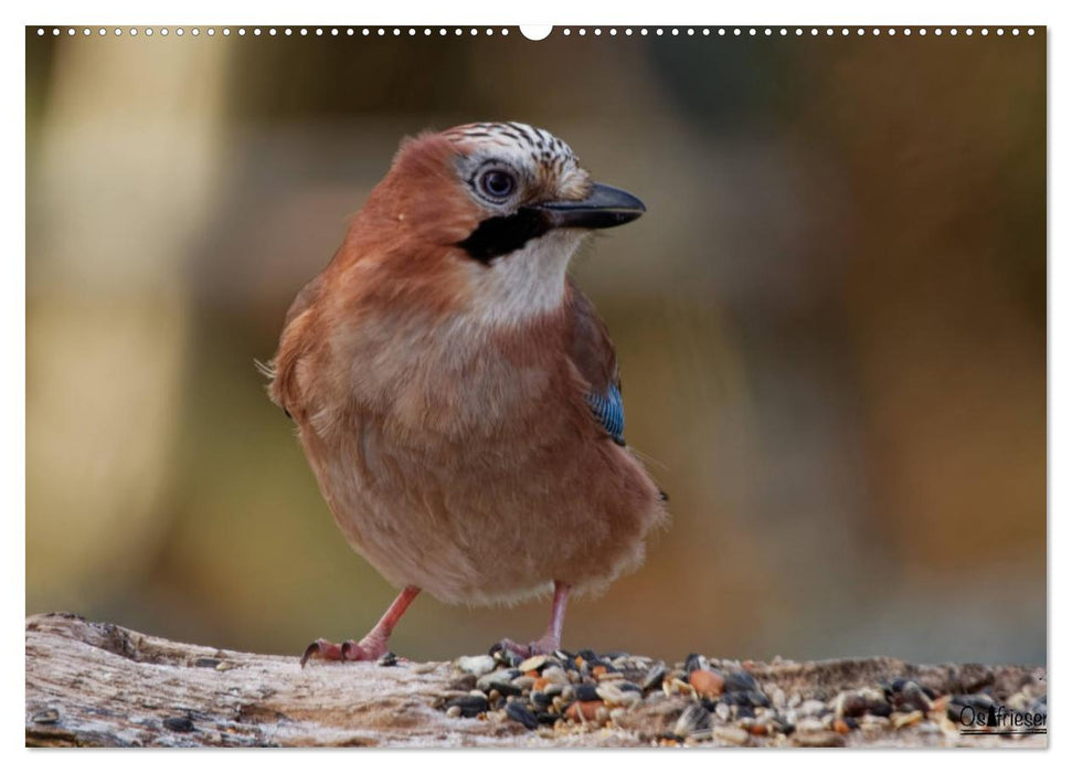 Eichelhäher - Egon der Eichelhäher fotografiert von Ostfriesenfotografie (CALVENDO Wandkalender 2025)