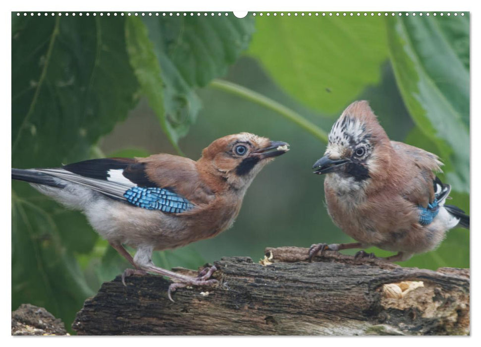 Eichelhäher - Egon der Eichelhäher fotografiert von Ostfriesenfotografie (CALVENDO Wandkalender 2025)