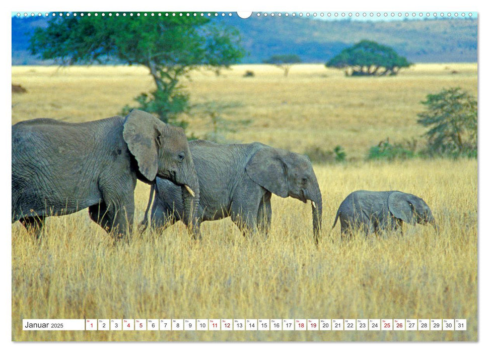 Elefanten in der Serengeti (CALVENDO Premium Wandkalender 2025)