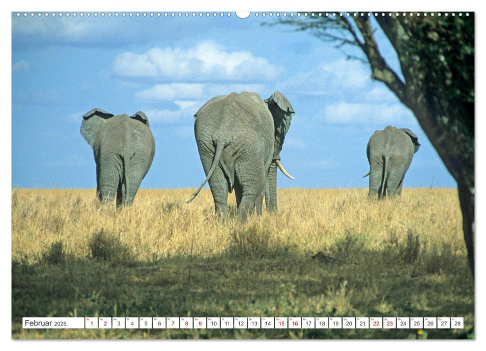 Elefanten in der Serengeti (CALVENDO Premium Wandkalender 2025)