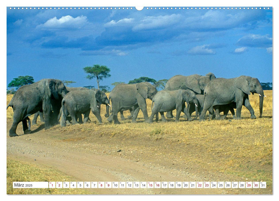 Elefanten in der Serengeti (CALVENDO Premium Wandkalender 2025)