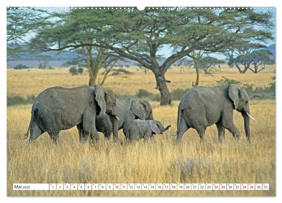 Elefanten in der Serengeti (CALVENDO Premium Wandkalender 2025)