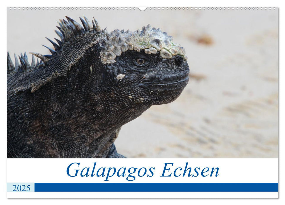 Galapagos Echsen (CALVENDO Wandkalender 2025)