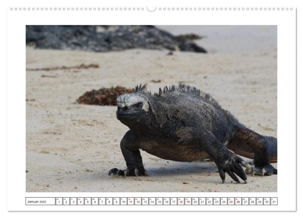 Galapagos Echsen (CALVENDO Wandkalender 2025)