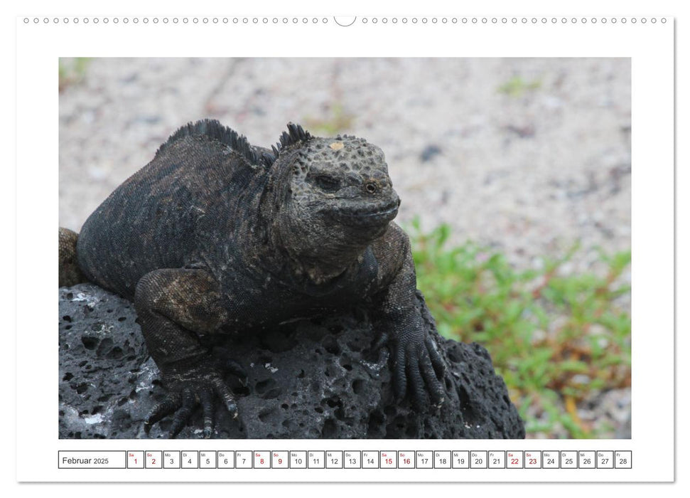 Galapagos Echsen (CALVENDO Wandkalender 2025)