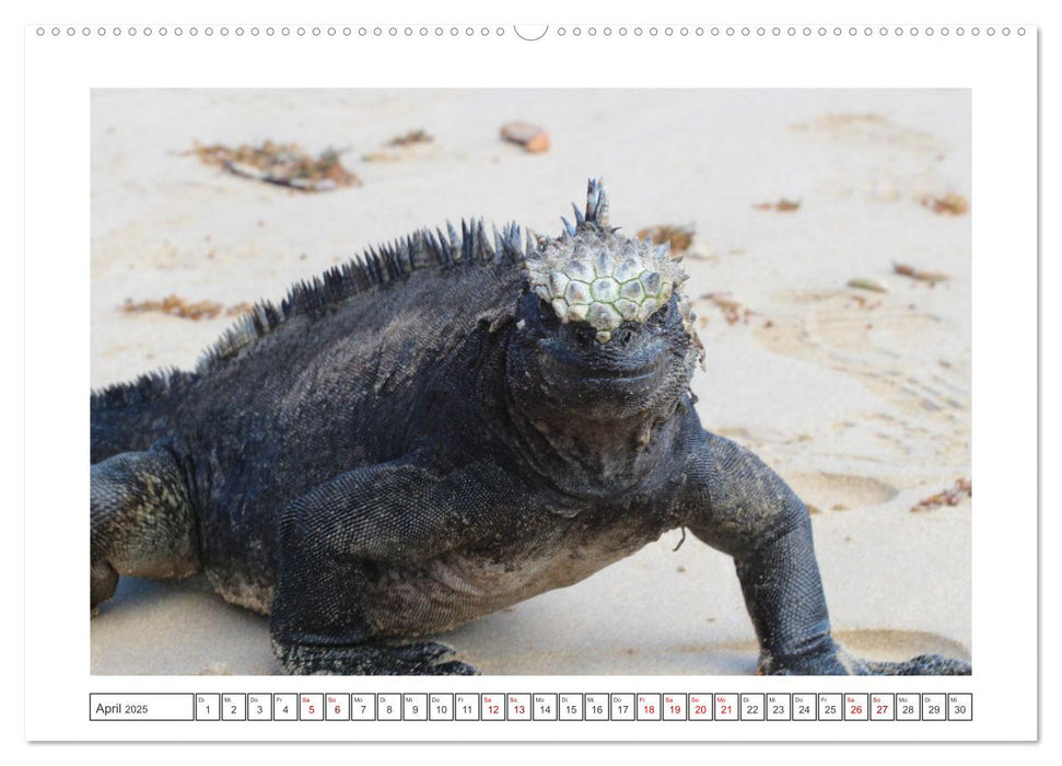 Galapagos Echsen (CALVENDO Wandkalender 2025)