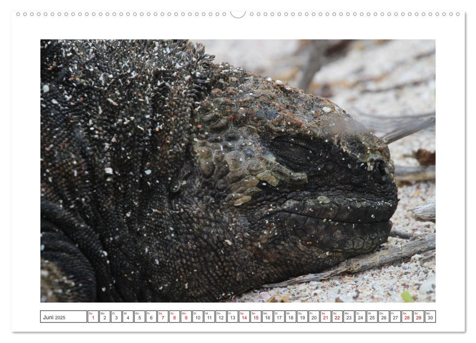 Galapagos Echsen (CALVENDO Wandkalender 2025)