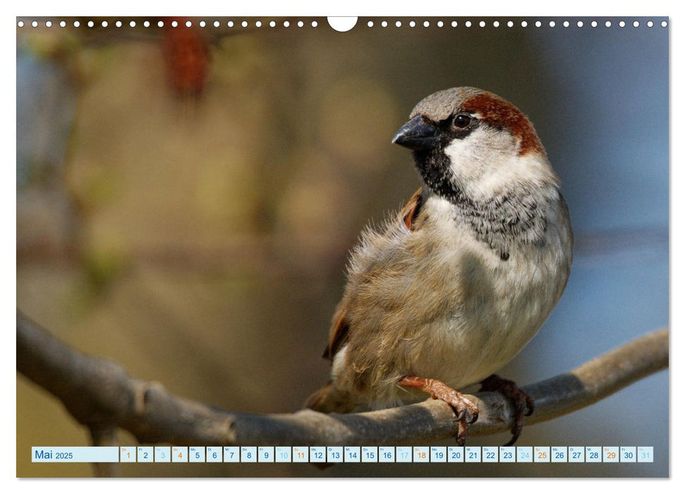 Wildvögel - Hinterm Deich (CALVENDO Wandkalender 2025)