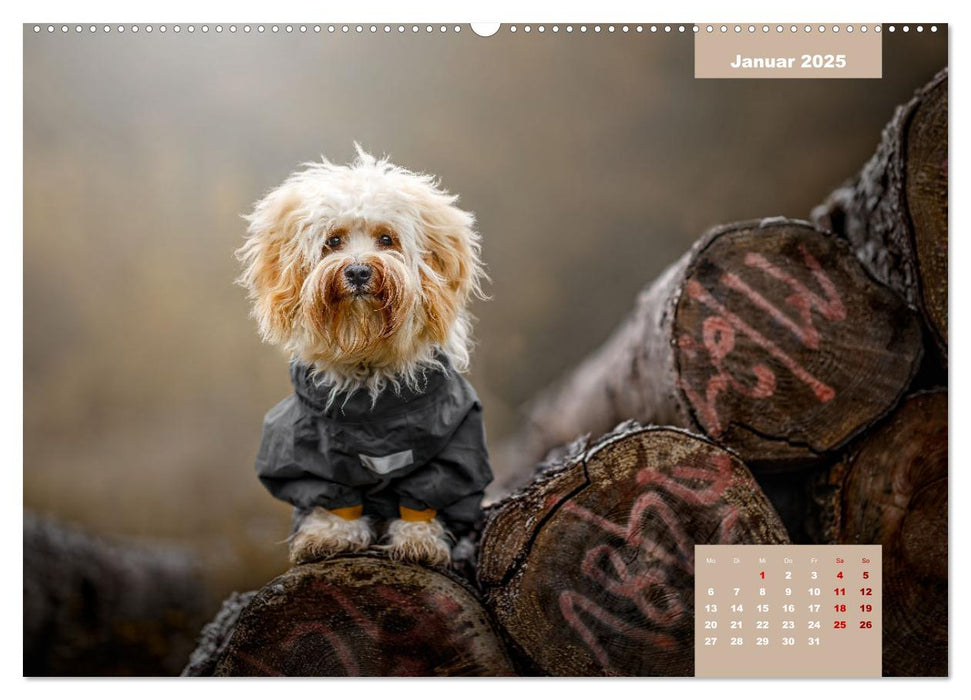 Rocket der Havaneser (CALVENDO Premium Wandkalender 2025)