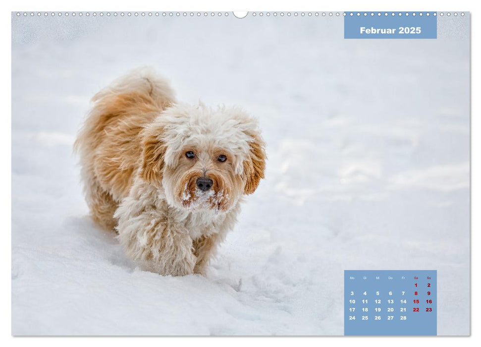 Rocket der Havaneser (CALVENDO Premium Wandkalender 2025)