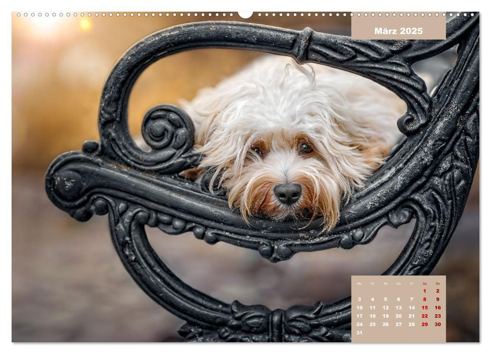 Rocket der Havaneser (CALVENDO Premium Wandkalender 2025)