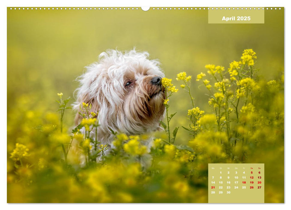 Rocket der Havaneser (CALVENDO Premium Wandkalender 2025)