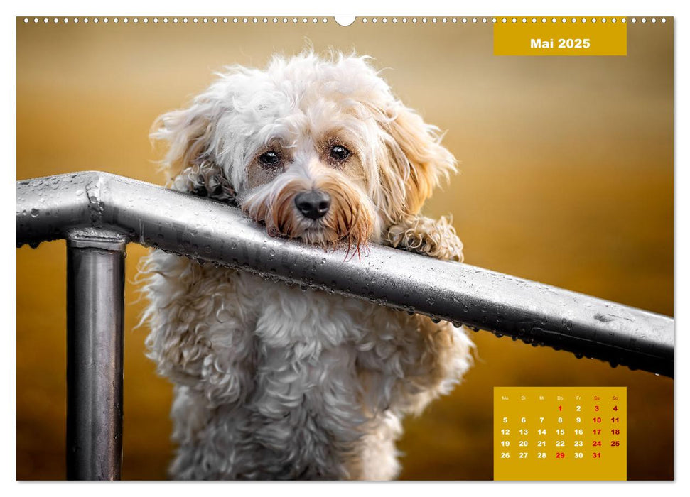 Rocket der Havaneser (CALVENDO Premium Wandkalender 2025)