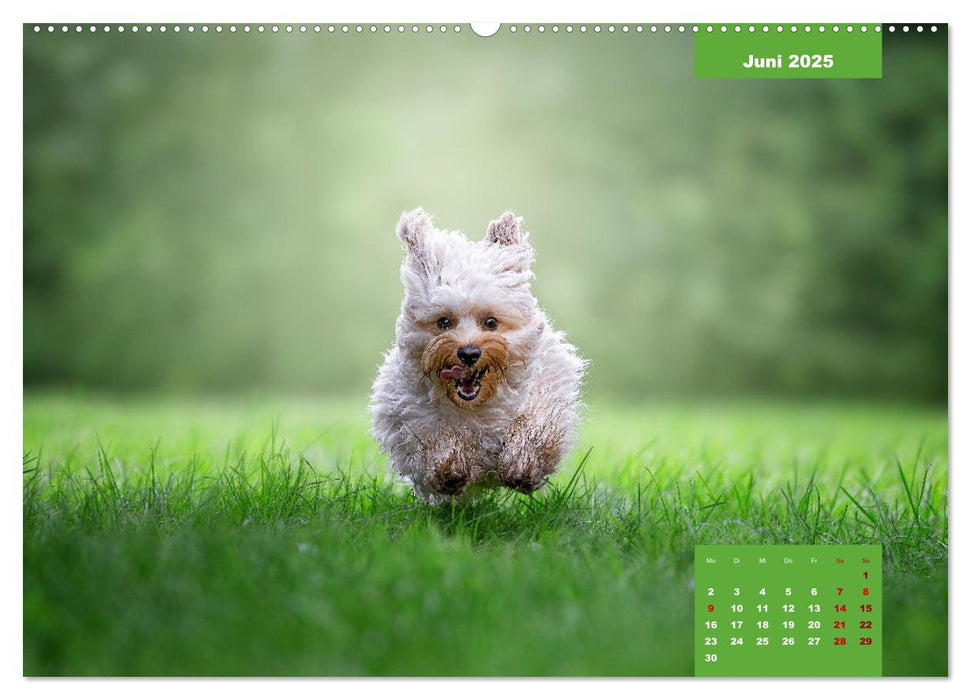 Rocket der Havaneser (CALVENDO Premium Wandkalender 2025)