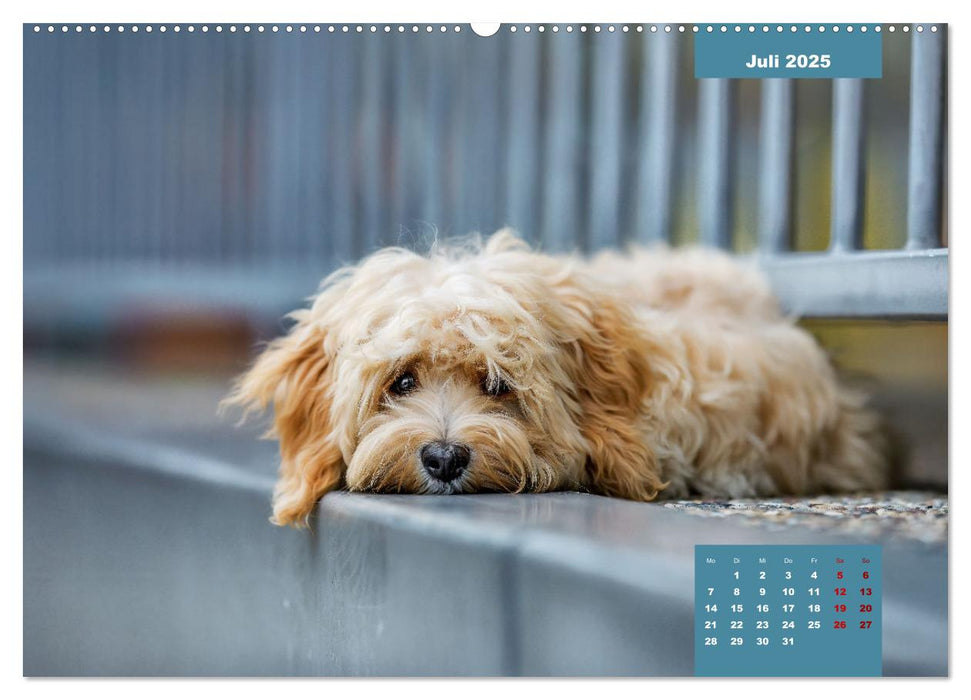 Rocket der Havaneser (CALVENDO Premium Wandkalender 2025)