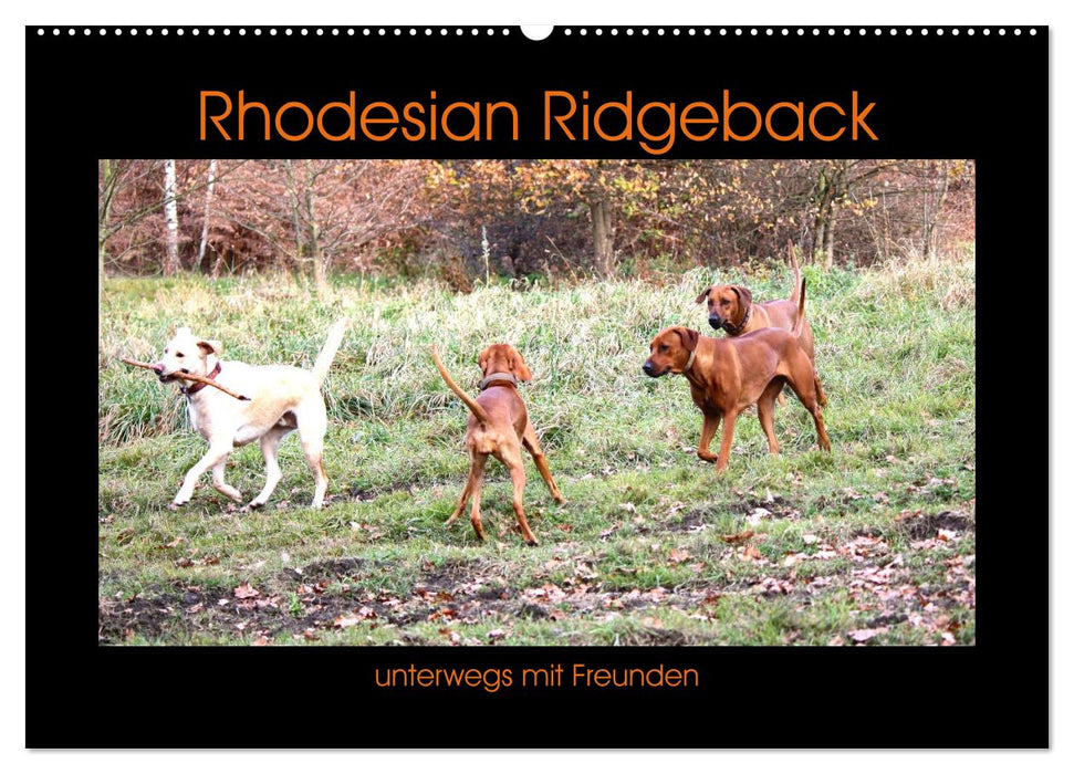 Rhodesian Ridgeback unterwegs mit Freunden (CALVENDO Wandkalender 2025)