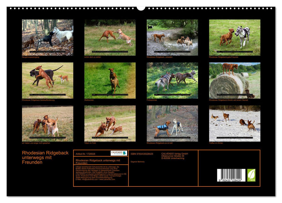 Rhodesian Ridgeback unterwegs mit Freunden (CALVENDO Wandkalender 2025)