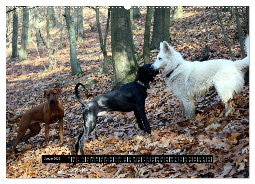 Rhodesian Ridgeback unterwegs mit Freunden (CALVENDO Wandkalender 2025)