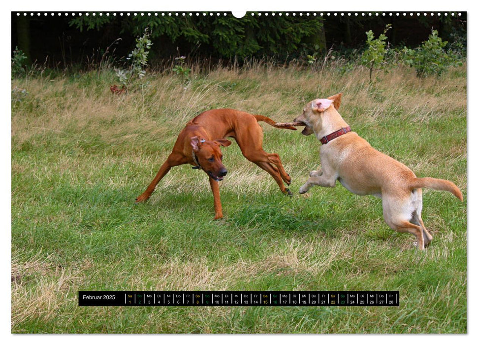 Rhodesian Ridgeback unterwegs mit Freunden (CALVENDO Wandkalender 2025)