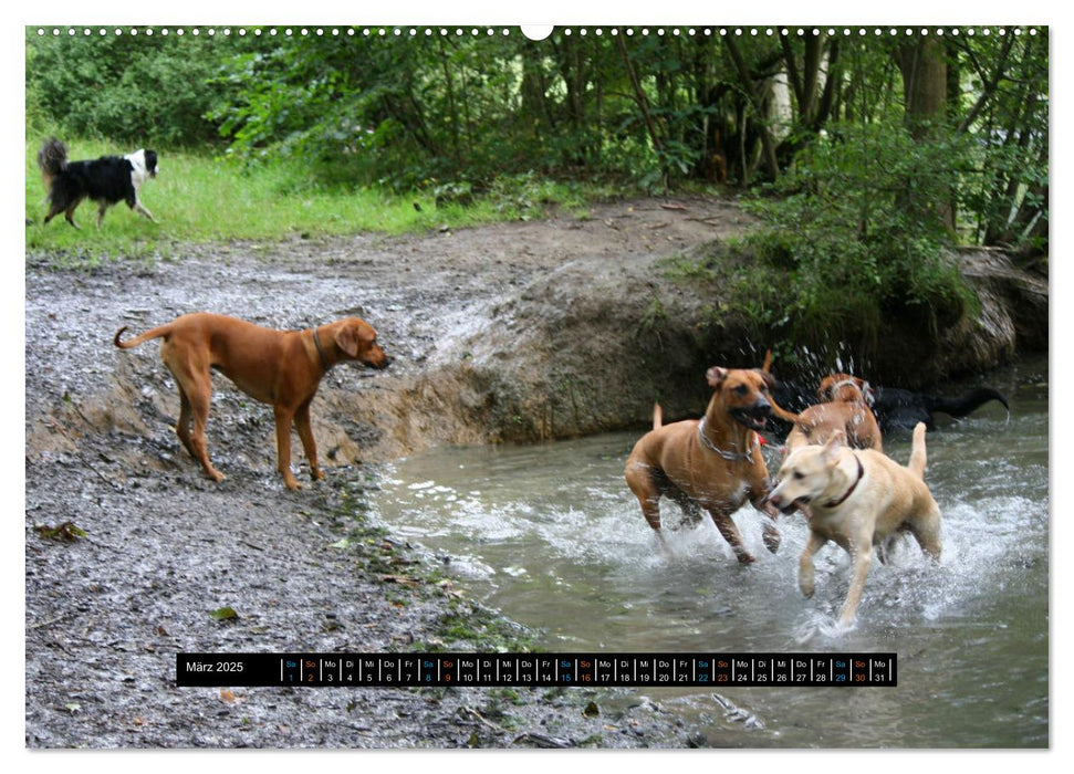 Rhodesian Ridgeback unterwegs mit Freunden (CALVENDO Wandkalender 2025)