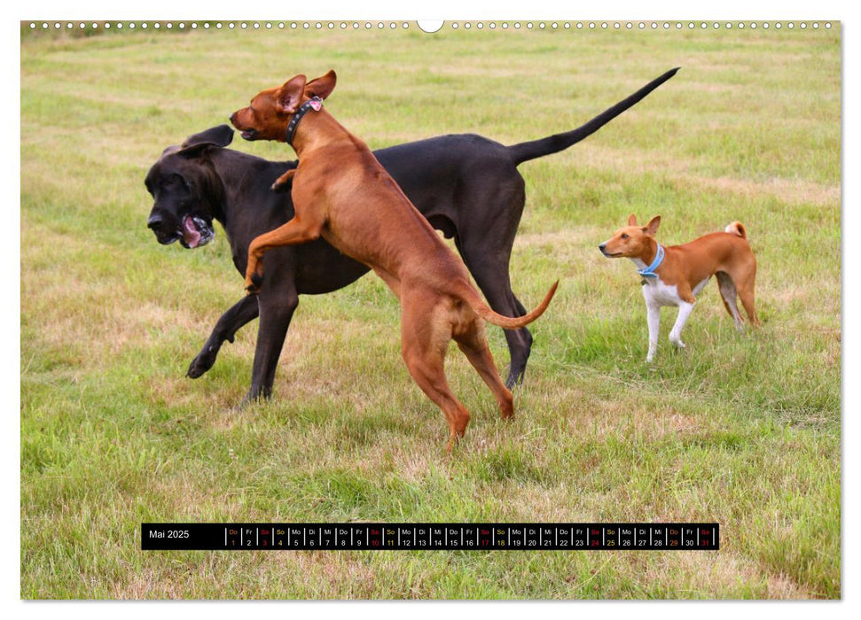 Rhodesian Ridgeback unterwegs mit Freunden (CALVENDO Wandkalender 2025)