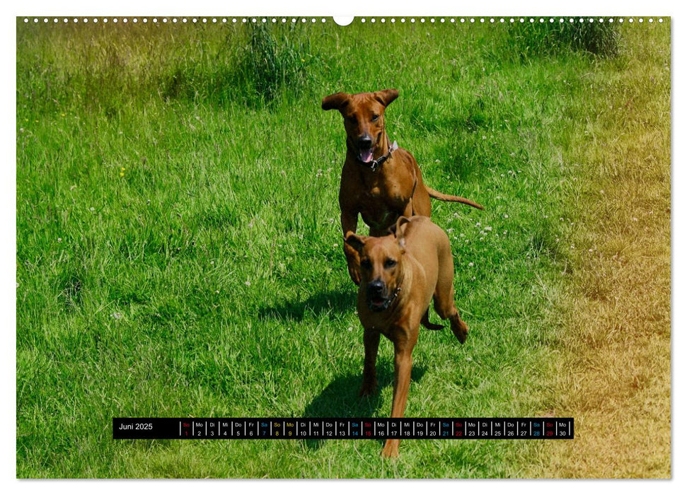 Rhodesian Ridgeback unterwegs mit Freunden (CALVENDO Wandkalender 2025)