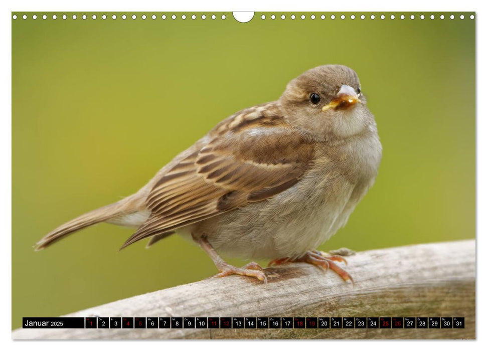 Vogelkinder - Junge Wildvögel (CALVENDO Wandkalender 2025)