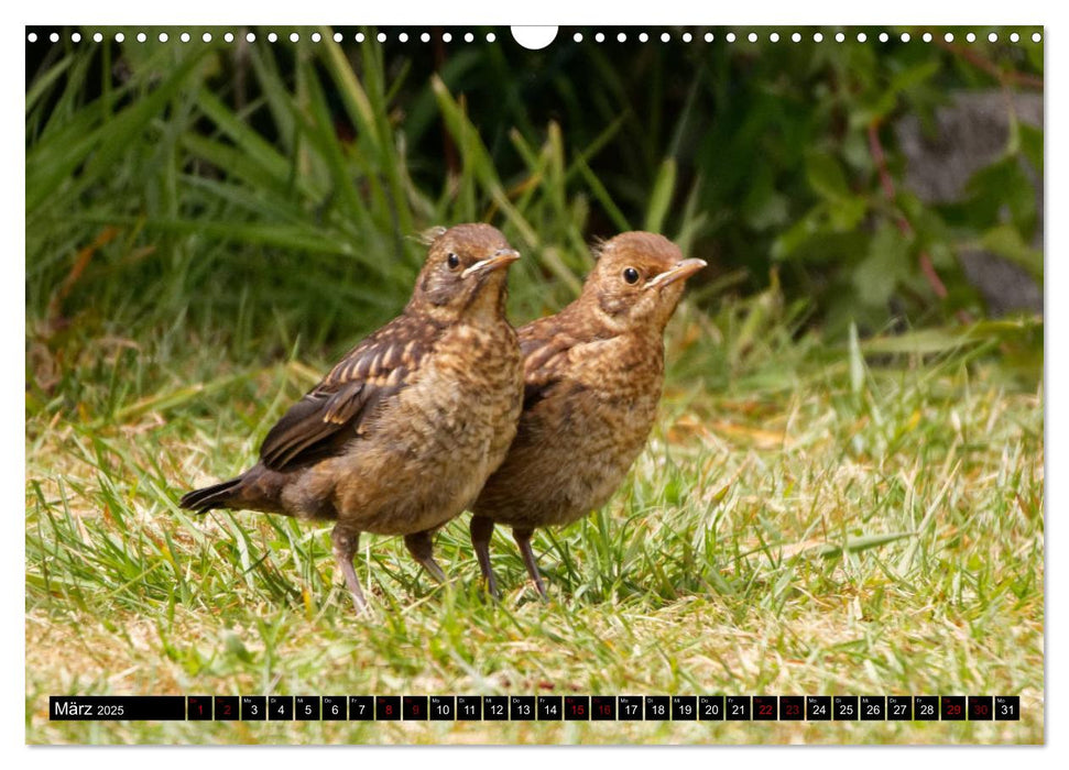 Vogelkinder - Junge Wildvögel (CALVENDO Wandkalender 2025)