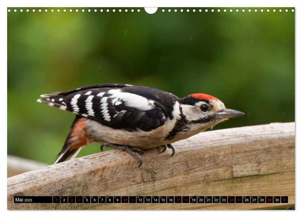 Vogelkinder - Junge Wildvögel (CALVENDO Wandkalender 2025)