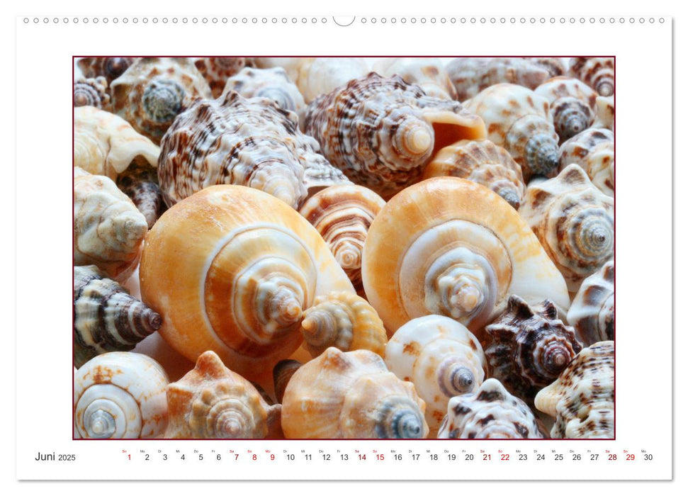 Muscheln, Steine, Sand (CALVENDO Premium Wandkalender 2025)