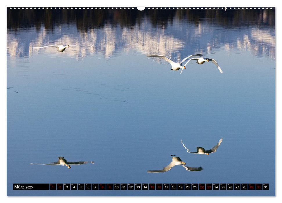 Die Eleganz der Schwäne (CALVENDO Premium Wandkalender 2025)