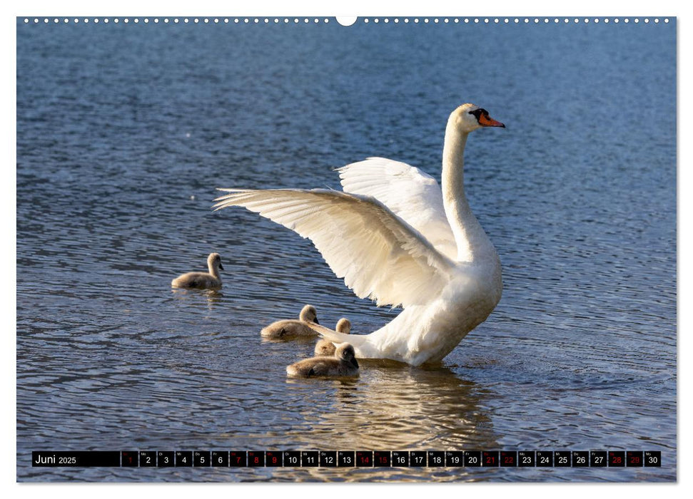 Die Eleganz der Schwäne (CALVENDO Premium Wandkalender 2025)