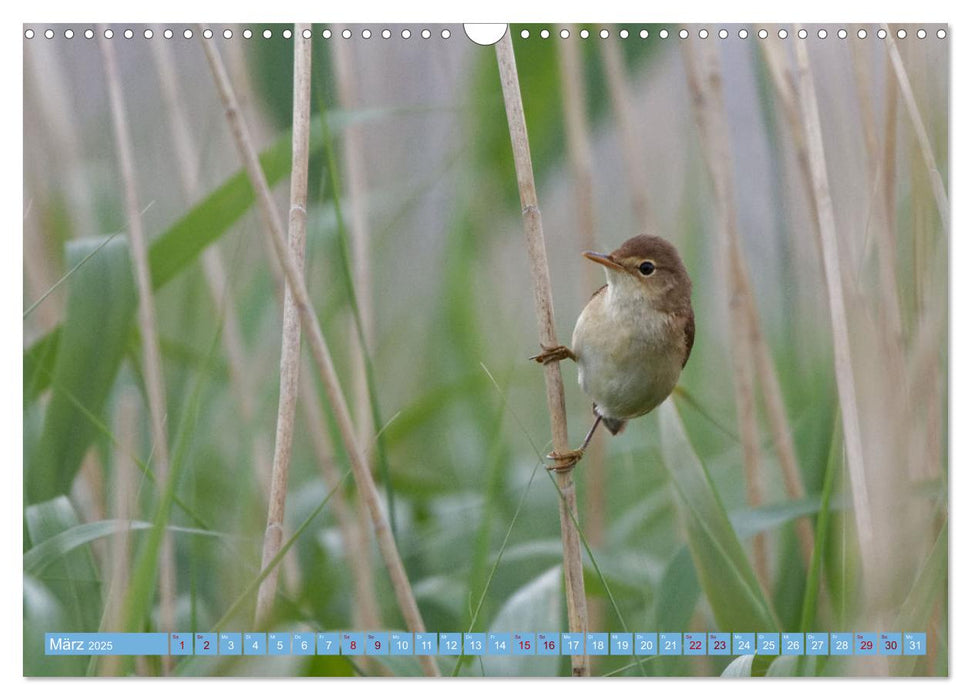 An der Nordseeküste - Wasser- und Küstenvögel fotografiert von Ostfriesenfotografie (CALVENDO Wandkalender 2025)