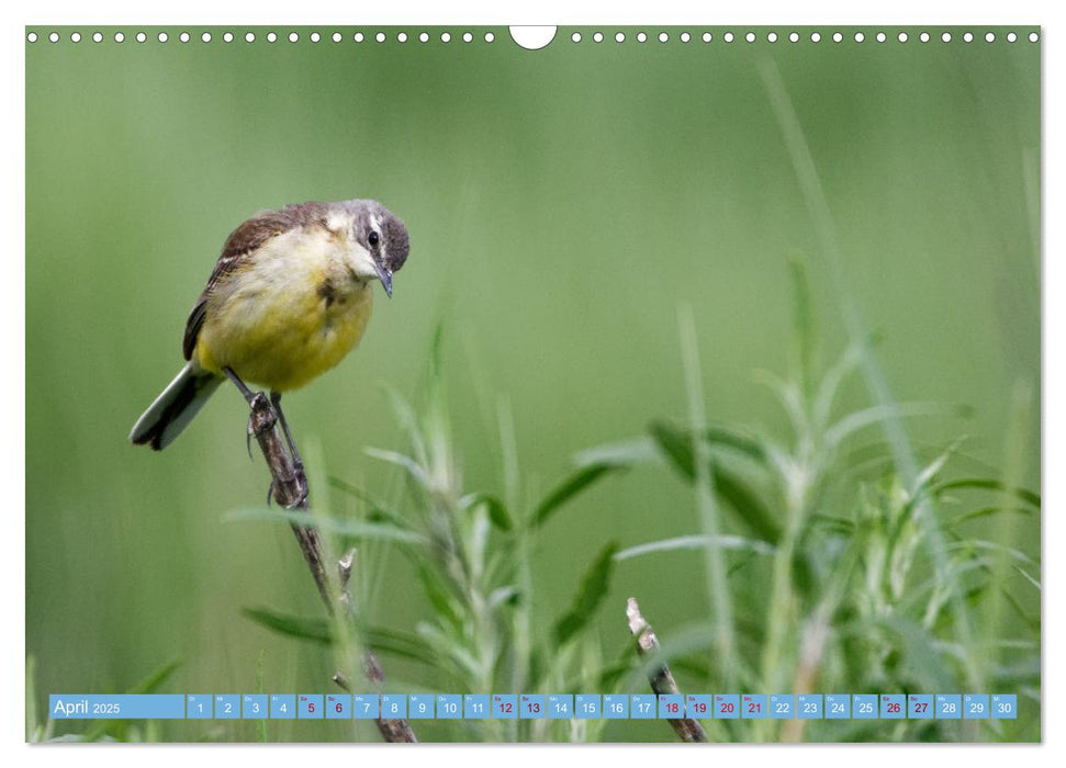 An der Nordseeküste - Wasser- und Küstenvögel fotografiert von Ostfriesenfotografie (CALVENDO Wandkalender 2025)