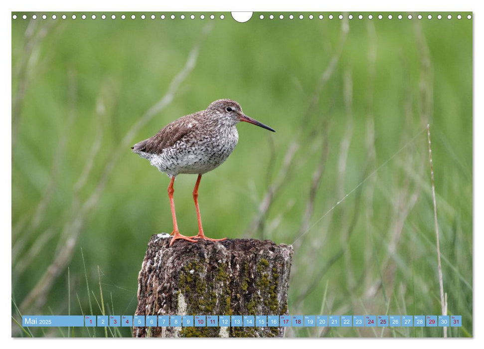 An der Nordseeküste - Wasser- und Küstenvögel fotografiert von Ostfriesenfotografie (CALVENDO Wandkalender 2025)