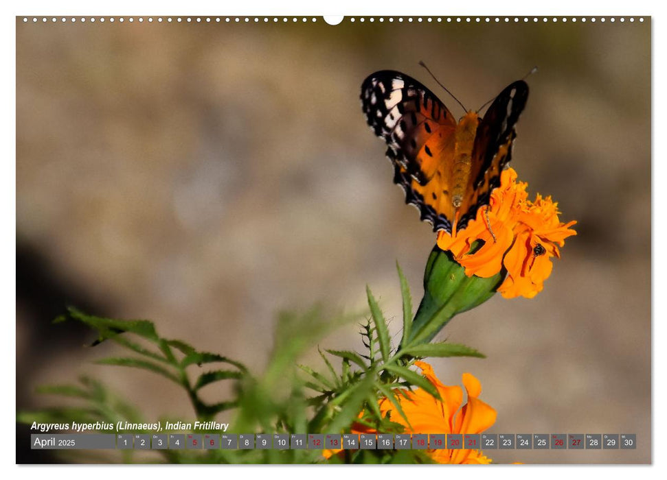 Nepals Schmetterlinge (CALVENDO Wandkalender 2025)