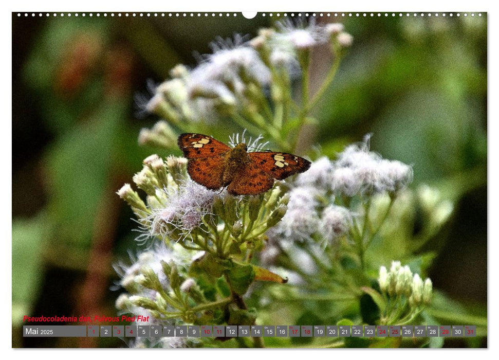 Nepals Schmetterlinge (CALVENDO Wandkalender 2025)