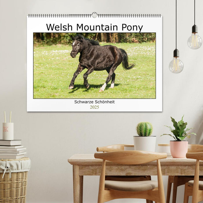 Welsh Mountain Pony - Schwarze Schönheit (CALVENDO Wandkalender 2025)