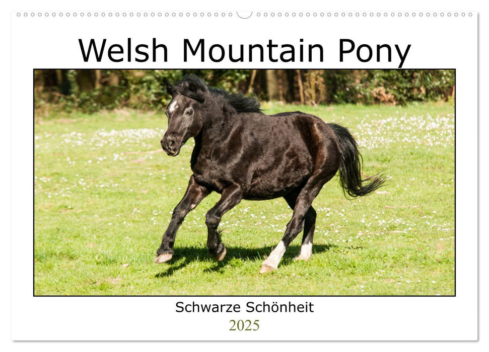 Welsh Mountain Pony - Schwarze Schönheit (CALVENDO Wandkalender 2025)