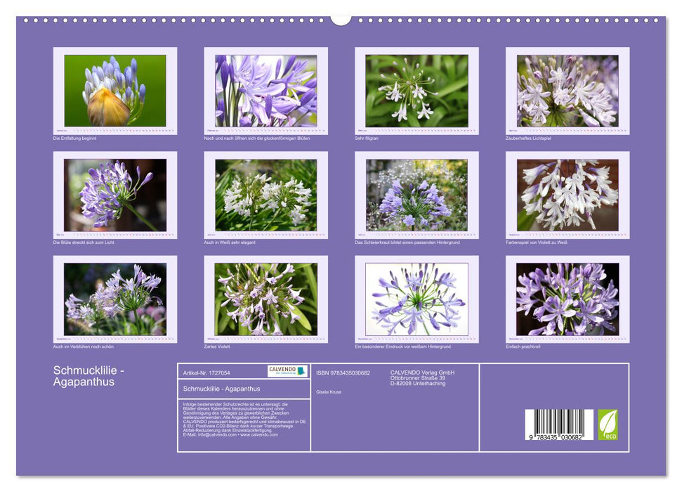 Schmucklilie - Agapanthus (CALVENDO Premium Wandkalender 2025)