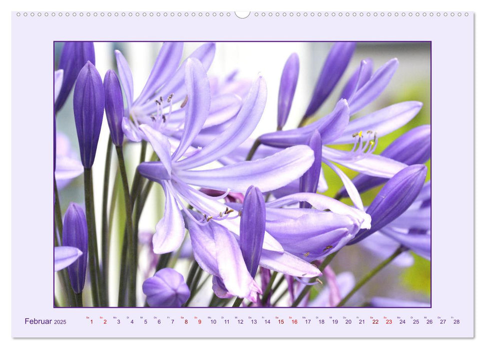 Schmucklilie - Agapanthus (CALVENDO Premium Wandkalender 2025)