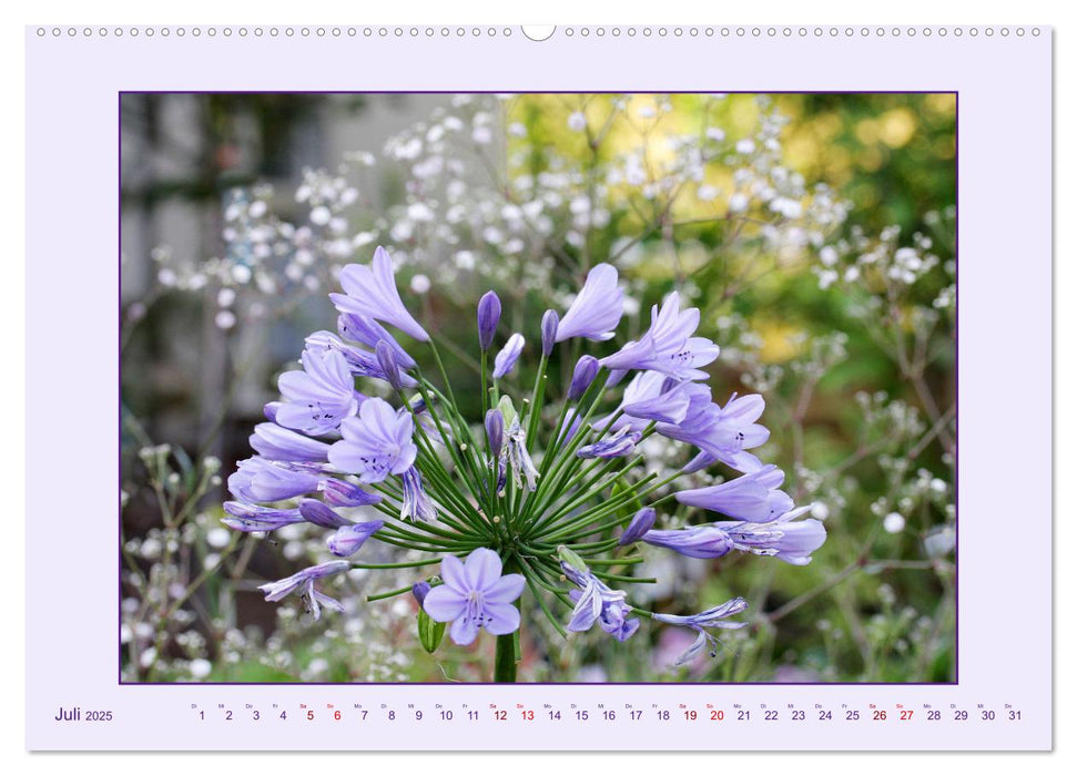 Schmucklilie - Agapanthus (CALVENDO Premium Wandkalender 2025)