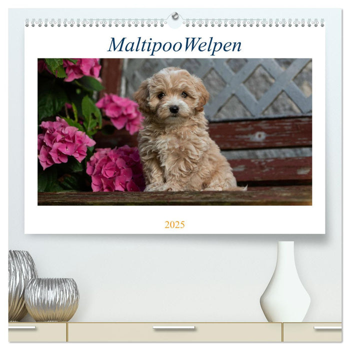 Maltipoo Welpen (CALVENDO Premium Wandkalender 2025)