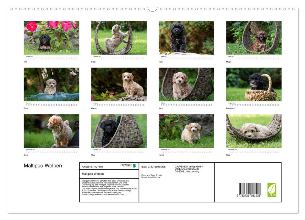 Maltipoo Welpen (CALVENDO Premium Wandkalender 2025)