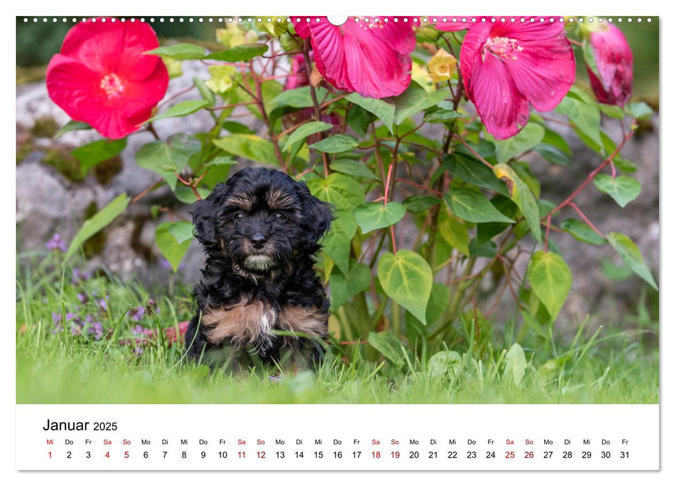 Maltipoo Welpen (CALVENDO Premium Wandkalender 2025)