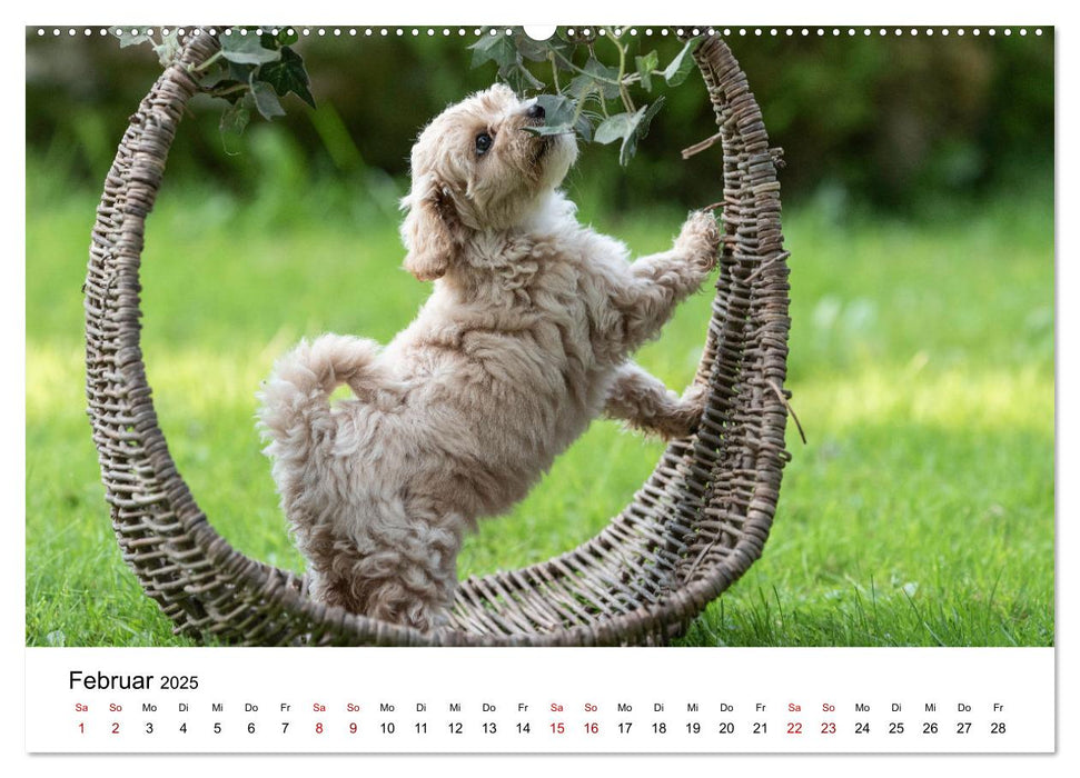 Maltipoo Welpen (CALVENDO Premium Wandkalender 2025)