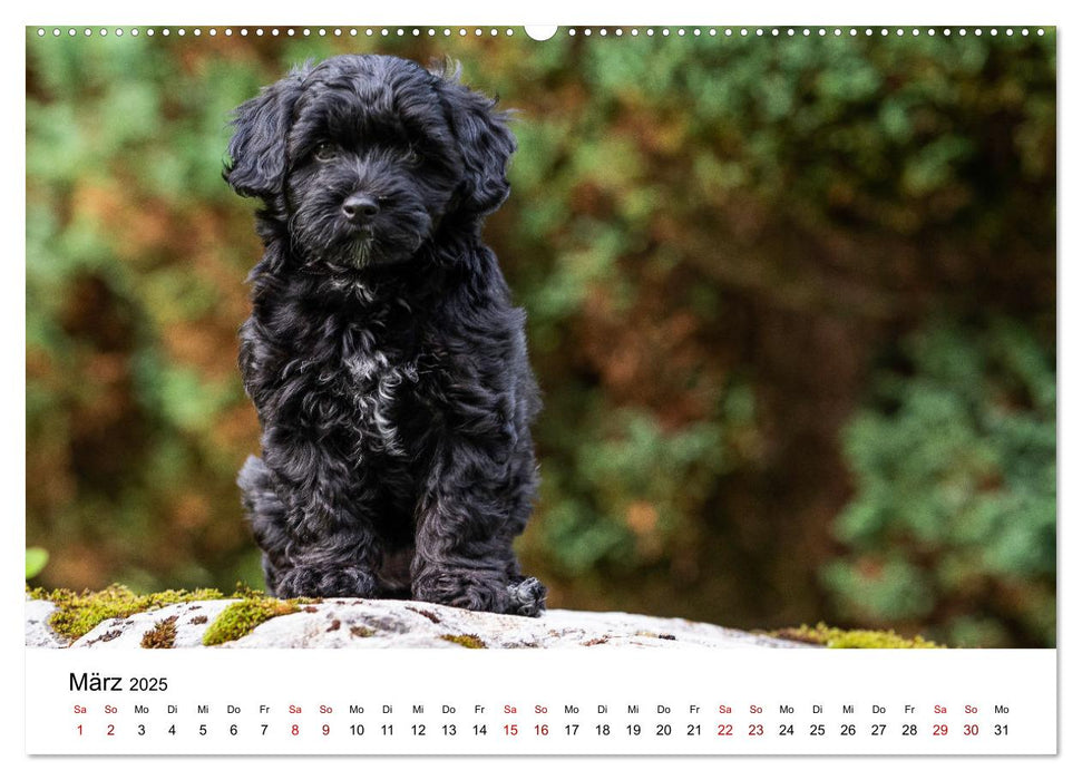 Maltipoo Welpen (CALVENDO Premium Wandkalender 2025)