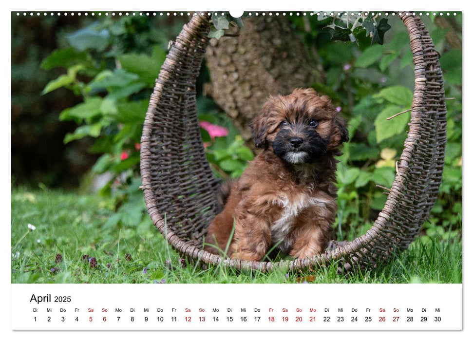 Maltipoo Welpen (CALVENDO Premium Wandkalender 2025)