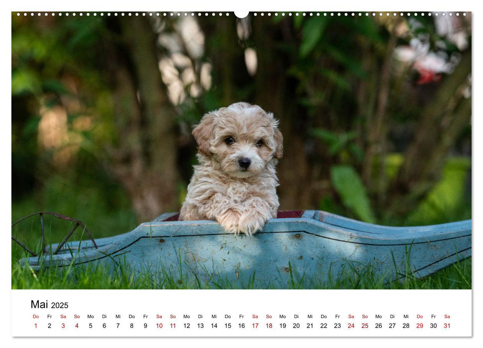 Maltipoo Welpen (CALVENDO Premium Wandkalender 2025)