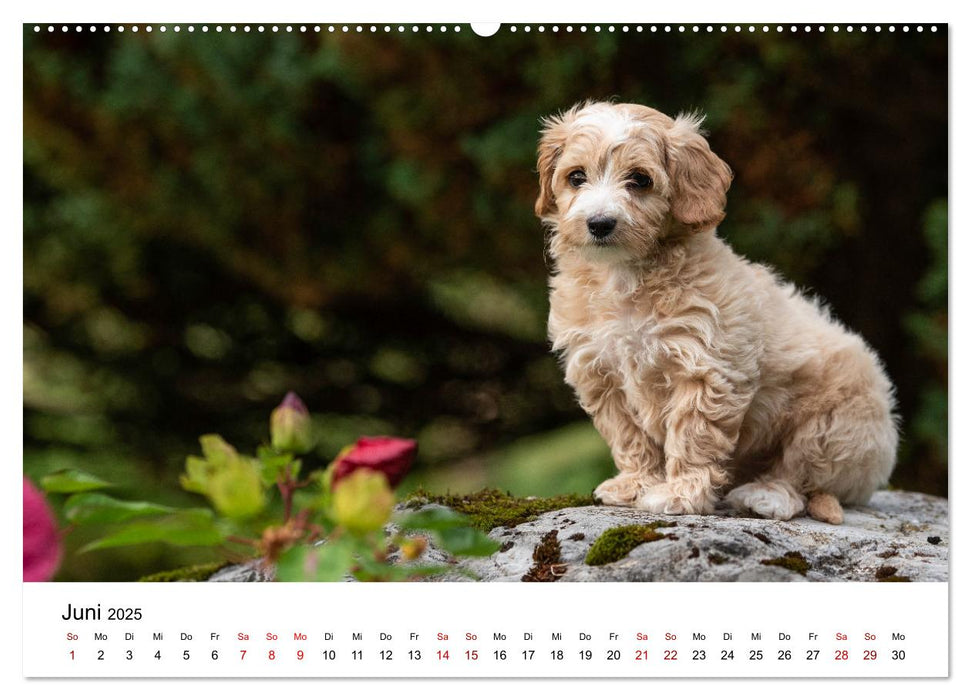 Maltipoo Welpen (CALVENDO Premium Wandkalender 2025)